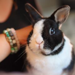 Crunch, notre lapin