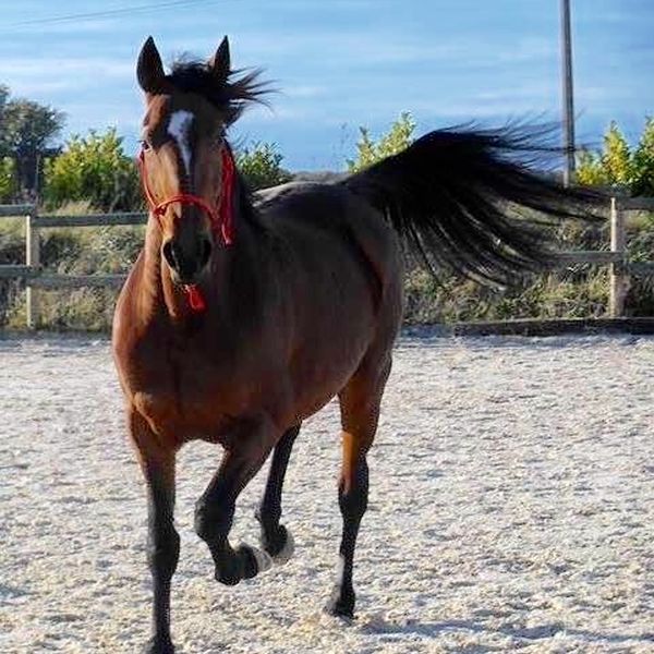 Pastelva, jument ex-trotteuse
