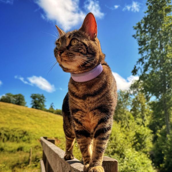 Shela, chatte